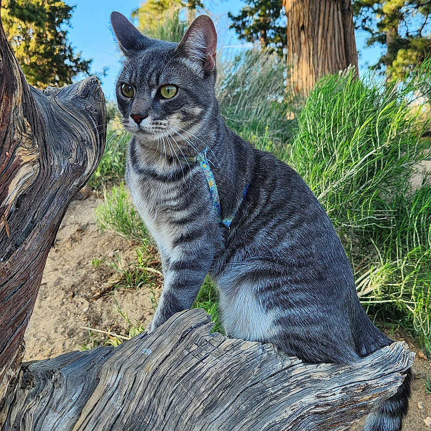 Zz Top joined the competition — help win amazing prizes! alert, animal, blue_sky, cat, daytime, driftwood, feline, grass, gray_cat, greenery, nature, outdoor, pet, sitting, sunlight, tabby_cat, tail, tree, whiskers, wood
