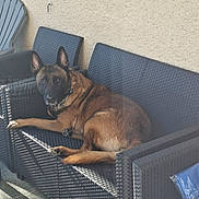 Sultan participe au concours pour gagner de l'argent avec cette photo : dog, canine, pet, outdoor, couch, furniture, woven, sunlight, relaxing, brown, ears, face, animal, paw, tail, wall, patio, chair, comfort, leisure