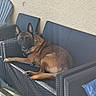 dog, canine, pet, outdoor, couch, furniture, woven, sunlight, relaxing, brown, ears, face, animal, paw, tail, wall, patio, chair, comfort, leisure