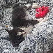 Oréo participe au concours pour gagner de l'argent avec cette photo : kitten, cat, sleeping, black_and_white, fluffy_blanket, plush_toy, red_toy, cozy, indoor, pet, cute, resting, feline, soft_texture, animal, comfort, relaxation, young_cat, fur, domestic_cat