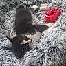 kitten, cat, sleeping, black_and_white, fluffy_blanket, plush_toy, red_toy, cozy, indoor, pet, cute, resting, feline, soft_texture, animal, comfort, relaxation, young_cat, fur, domestic_cat