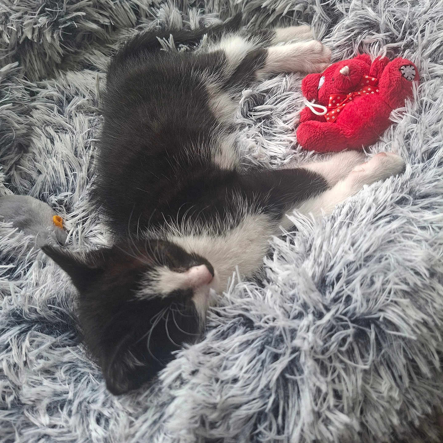 Oréo participe au concours pour gagner de l'argent avec cette photo : kitten, cat, sleeping, black_and_white, fluffy_blanket, plush_toy, red_toy, cozy, indoor, pet, cute, resting, feline, soft_texture, animal, comfort, relaxation, young_cat, fur, domestic_cat
