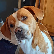 Patate a rejoint le concours — aidez-le/la à gagner de superbes lots ! animal, brown, cabinet, canine, close_up, companion, curious, dog, domestic, ears, floor, fur, furniture, head_tilt, indoor, mammal, pet, snout, white, wooden_floor