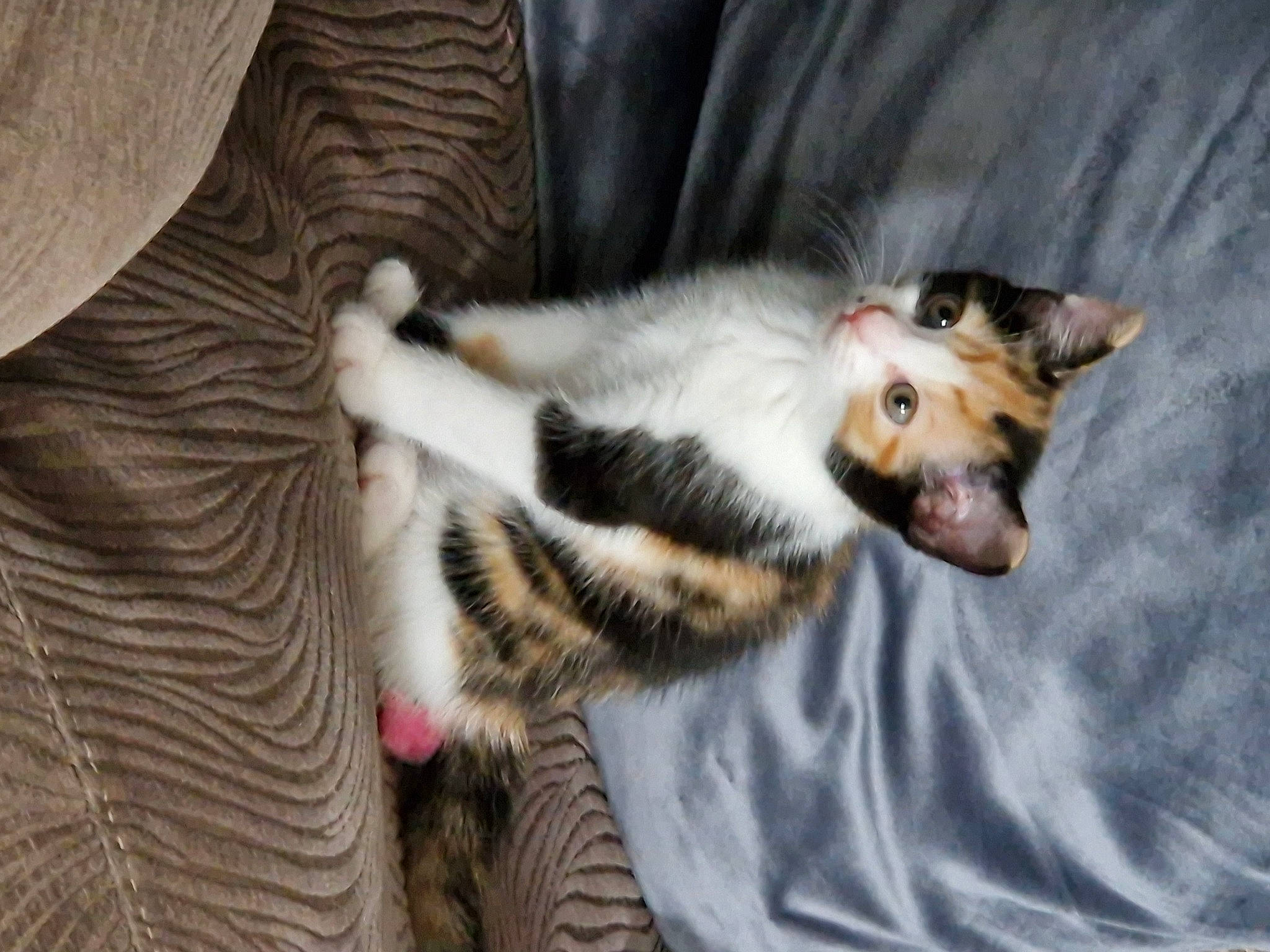 Willow is registered to the contest to win money with this photo: carnivore, cat, claw, comfort, domestic_short_haired_cat, felidae, fur, paw, small_to_medium_sized_cats, tail, terrestrial_animal, tree, whiskers, wildlife, yawn