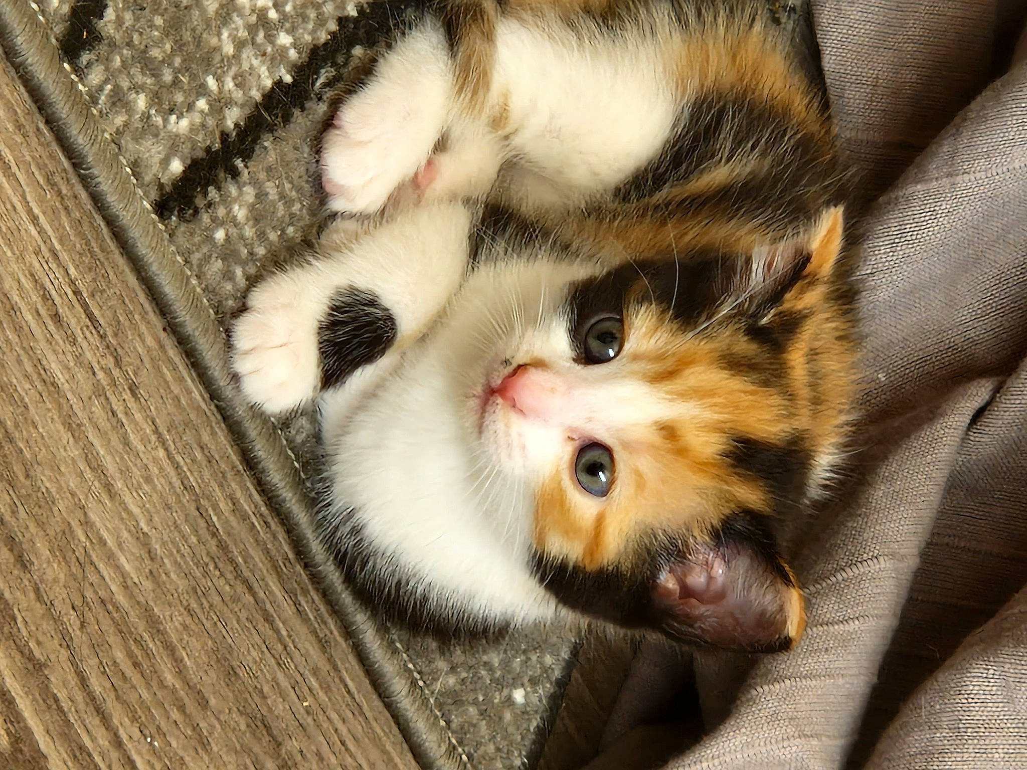 Willow is registered to the contest to win money with this photo: carnivore, cat, claw, comfort, domestic_short_haired_cat, fawn, felidae, flooring, foot, fur, hardwood, nap, paw, plank, small_to_medium_sized_cats, snout, tail, whiskers, wood, wood_stain