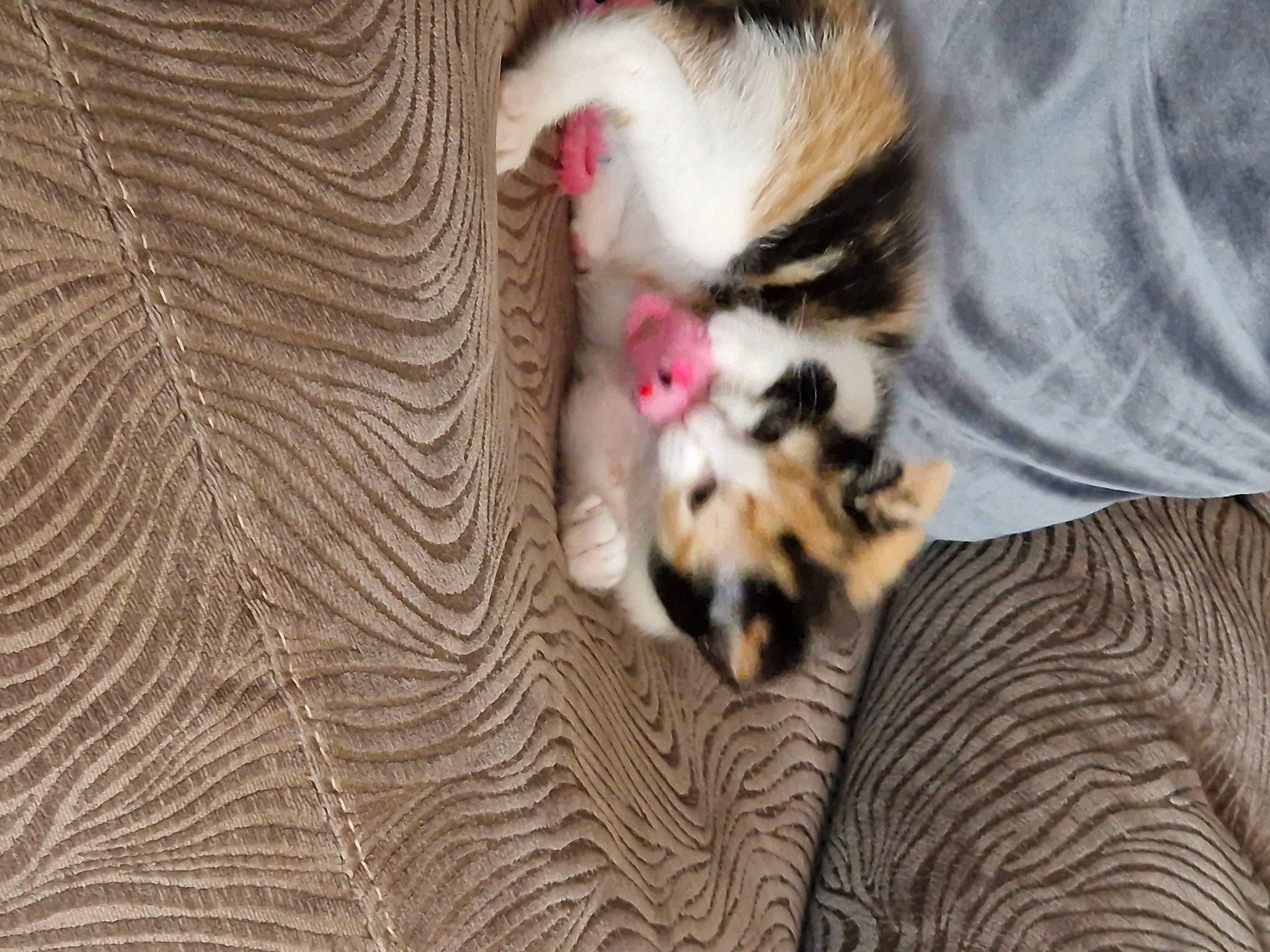 Willow joined the competition — help win amazing prizes! canidae, carnivore, cat, comfort, companion_dog, dog_breed, domestic_short_haired_cat, fawn, felidae, fur, leg, mammal, pattern, paw, small_to_medium_sized_cats, snout, tail, textile, whiskers, wood