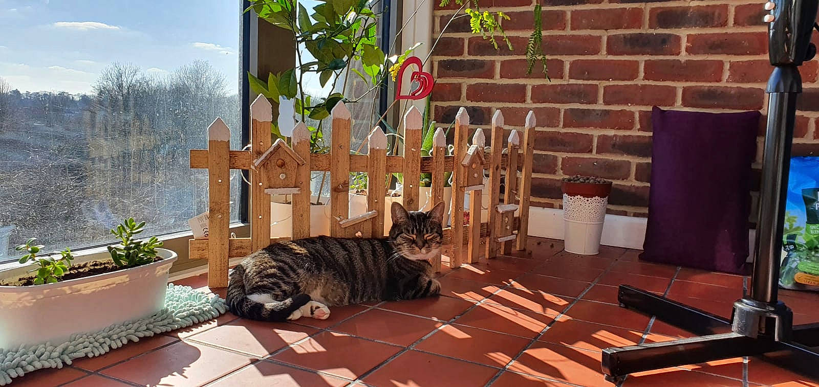 Missy joined the competition — help win amazing prizes! carnivore, cat, comfort, domestic_short_haired_cat, fawn, felidae, floor, flooring, flowerpot, grass, hardwood, houseplant, laminate_flooring, living_room, plant, small_to_medium_sized_cats, table, tail, whiskers, wood