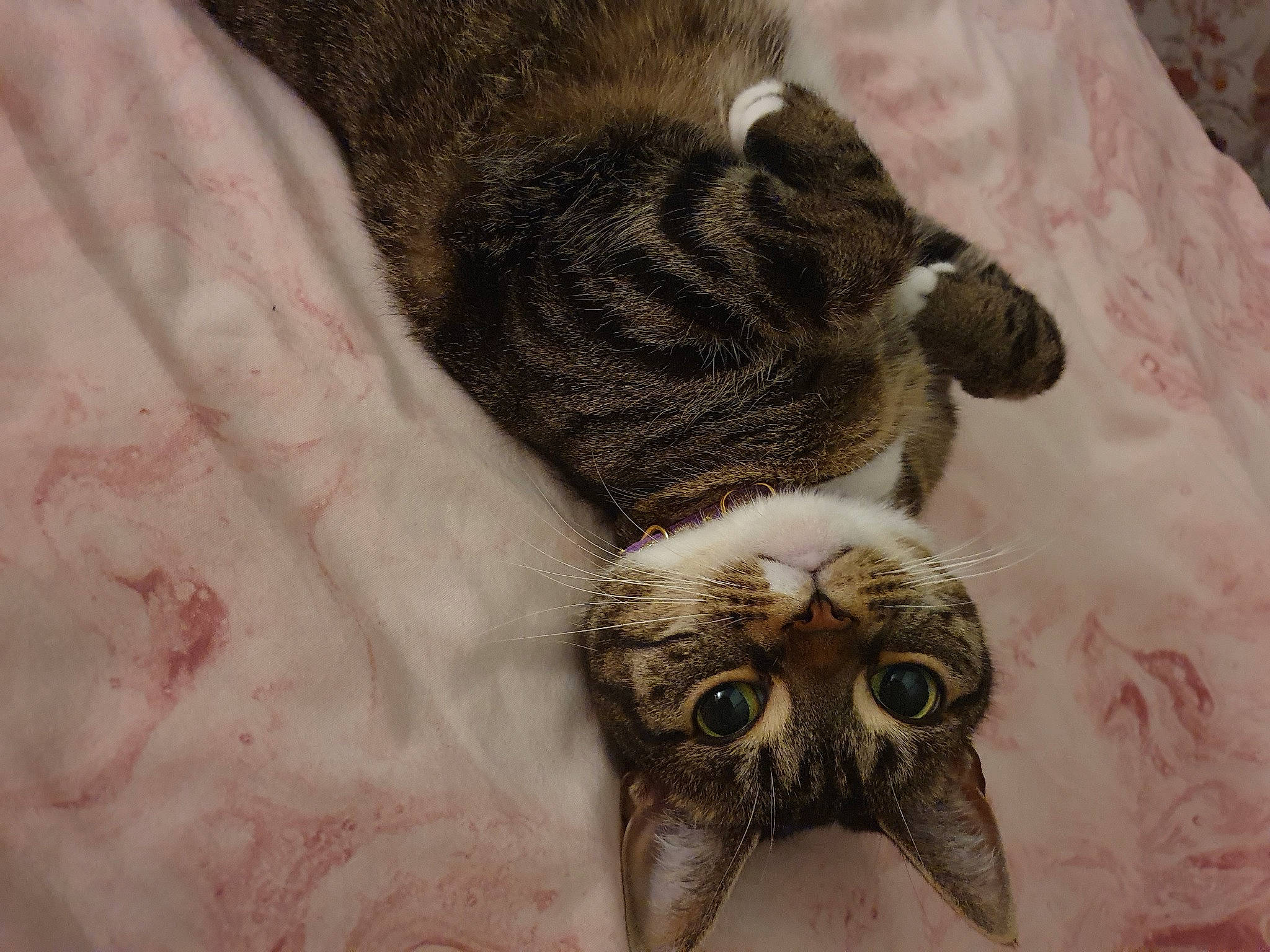 Missy is registered to the contest to win money with this photo: bird, bird_of_prey, carnivore, cat, claw, comfort, domestic_short_haired_cat, fawn, feather, felidae, fur, grey, owl, paw, small_to_medium_sized_cats, snout, tail, terrestrial_animal, whiskers, wildlife