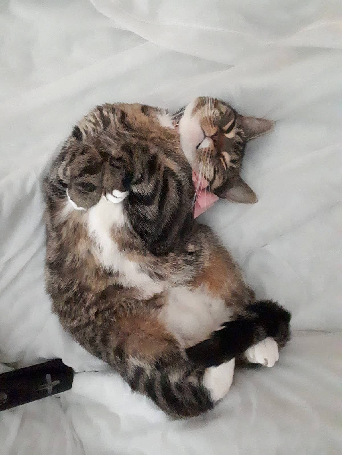 Missy joined the competition — help win amazing prizes! canidae, cat, claw, comfort, domestic_short_haired_cat, felidae, fur, grey, nap, paw, small_to_medium_sized_cats, tail, terrestrial_animal, whiskers