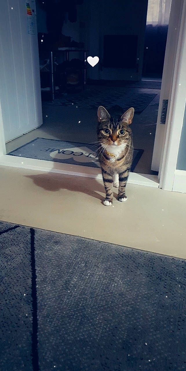 Missy is registered to the contest to win money with this photo: asphalt, carnivore, cat, domestic_short_haired_cat, door, felidae, floor, flooring, fur, grey, human_leg, paw, road_surface, shadow, sitting, small_to_medium_sized_cats, snout, tail, whiskers, wood