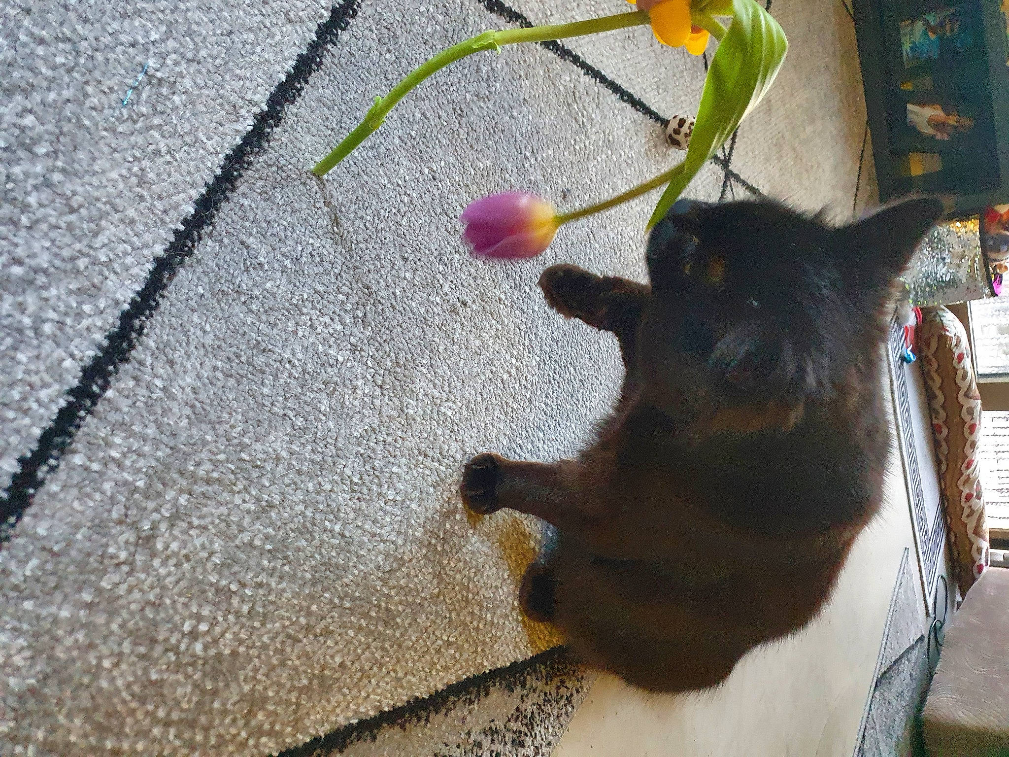 Effy is registered to the contest to win money with this photo: asphalt, black_cat, cat, fawn, felidae, flooring, flower, flowerpot, houseplant, petal, plant, road_surface, sidewalk, small_to_medium_sized_cats, table, tail, tints_and_shades, whiskers, window, wood