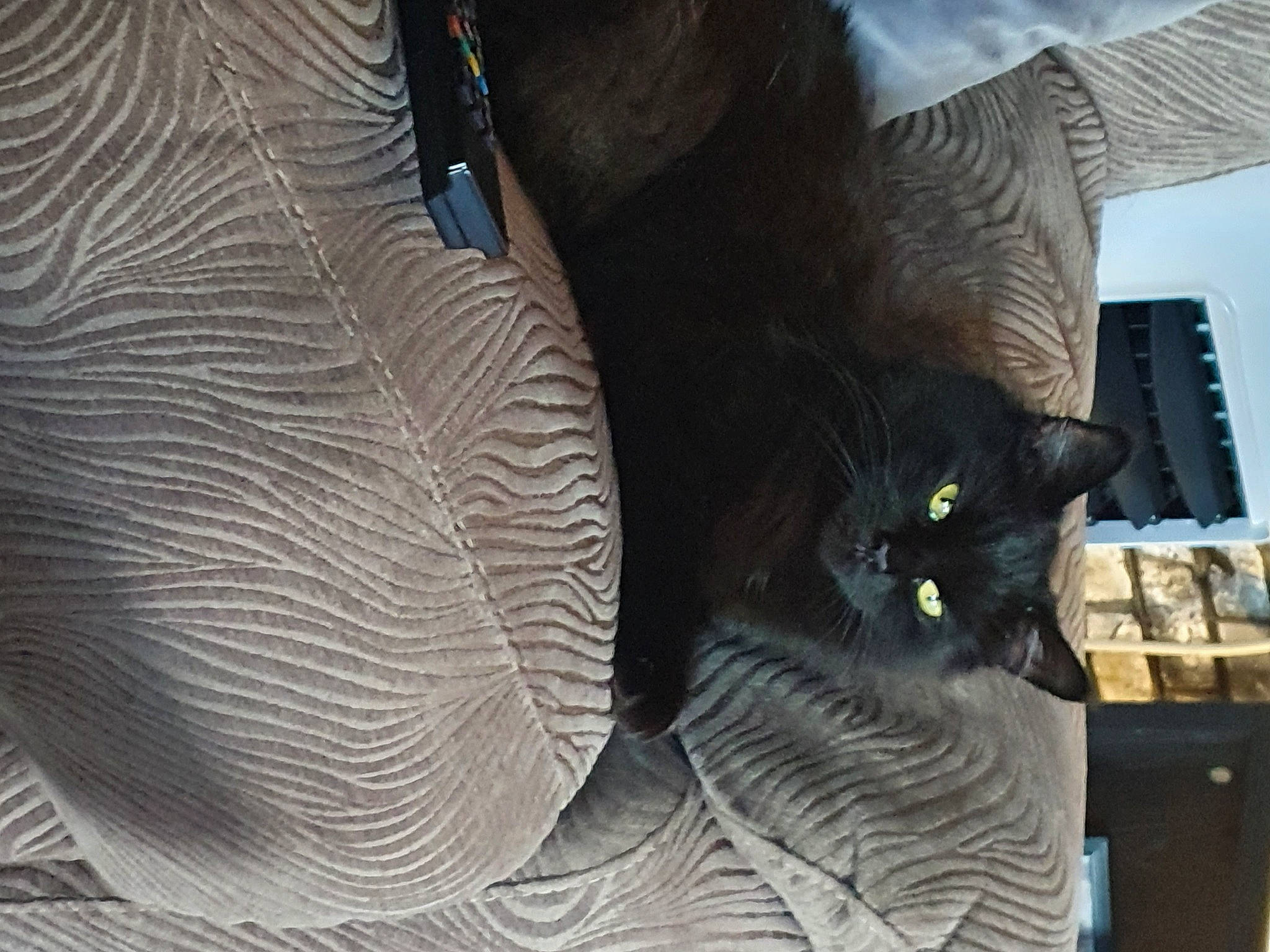 Effy is registered to the contest to win money with this photo: black_cat, box, carnivore, cat, claw, comfort, domestic_short_haired_cat, fawn, felidae, fur, grey, pattern, paw, small_to_medium_sized_cats, snout, tail, whiskers, wood