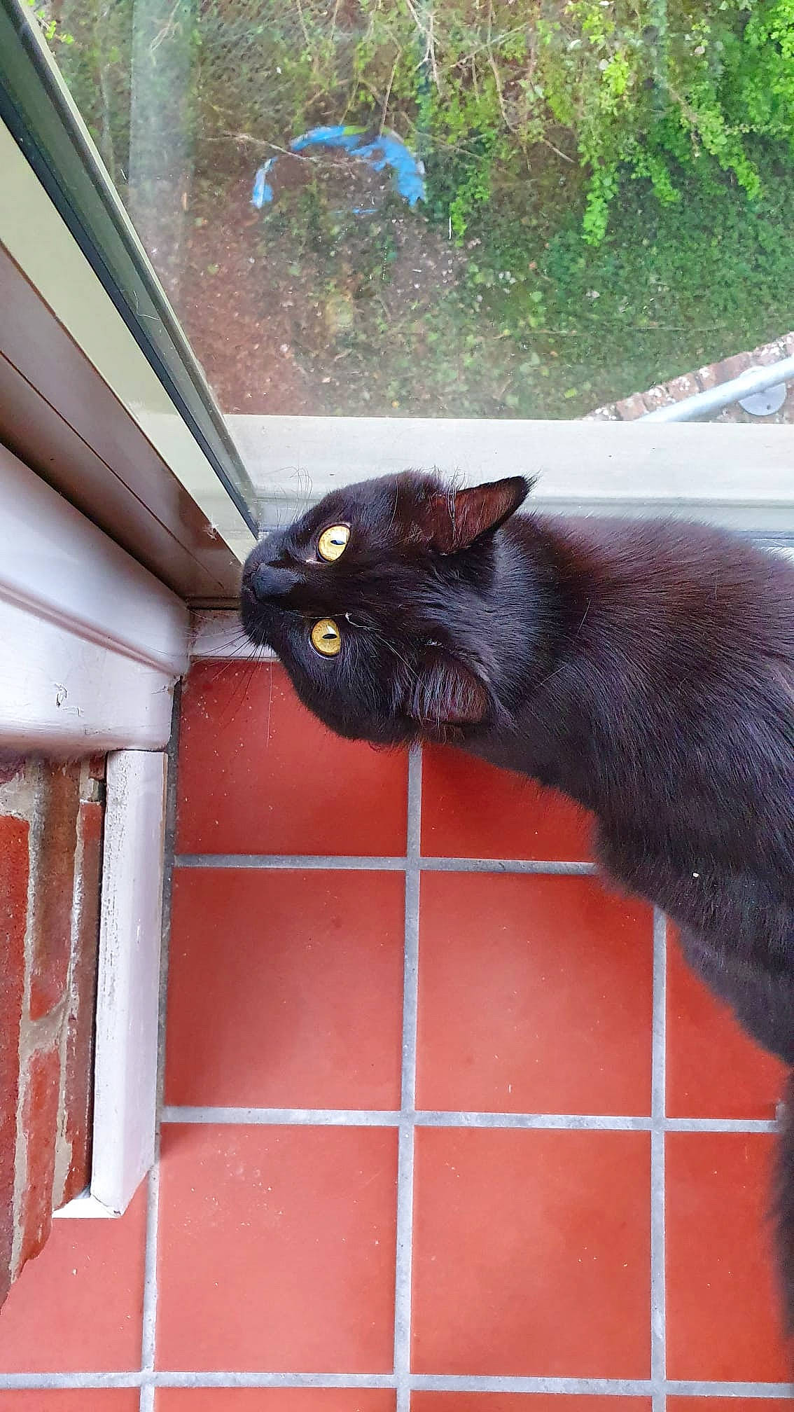 Effy is registered to the contest to win money with this photo: animal_shelter, black_cat, bombay, carnivore, cat, claw, domestic_short_haired_cat, felidae, fur, paw, plant, sitting, small_to_medium_sized_cats, snout, tail, terrestrial_animal, whiskers, window, wood