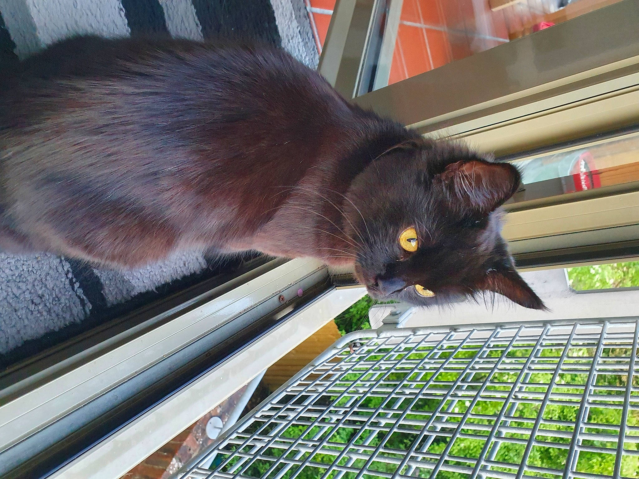 Effy joined the competition — help win amazing prizes! animal_feed, animal_shelter, black_cat, bombay, carnivore, cat, claw, domestic_short_haired_cat, felidae, flooring, fur, line, mesh, metal, pet_supply, small_to_medium_sized_cats, snout, tail, terrestrial_animal, whiskers