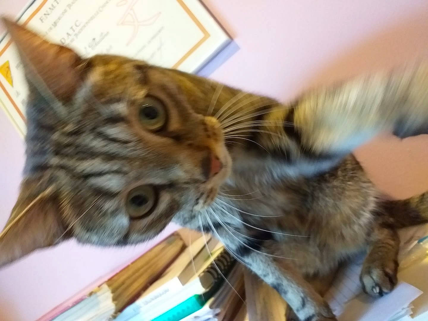 Guizmo participe au concours pour gagner de l'argent avec cette photo : aegean_cat, american_shorthair, asian, carnivore, cat, domestic_short_haired_cat, dragon_li, european_shorthair, fawn, felidae, kitten, maine_coon, mammal, pixie_bob, small_to_medium_sized_cats, somali, tabby_cat, toyger, vertebrate, whiskers