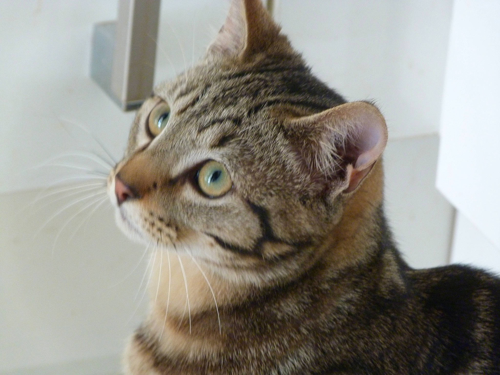 Guismo participe au concours pour gagner de l'argent avec cette photo : carnivore, cat, domestic_short_haired_cat, felidae, fur, small_to_medium_sized_cats, snout, terrestrial_animal, whiskers, window