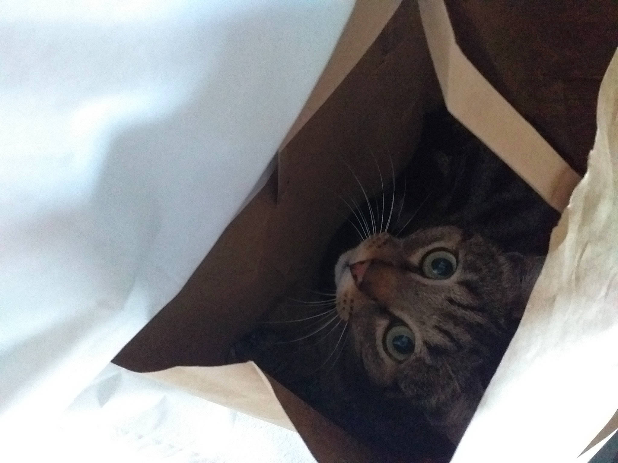 Guizmo participe au concours pour gagner de l'argent avec cette photo : beige, box, cardboard, carnivore, carton, cat, domestic_short_haired_cat, felidae, packaging_and_labeling, packing_materials, pet_supply, shipping_box, small_to_medium_sized_cats, snout, vertebrate, whiskers