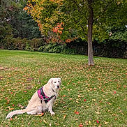 Mia joined the competition — help win amazing prizes! animal, autumn_leaves, calm, canine, daytime, dog, fall, golden_retriever, grass, greenery, harness, leaf_litter, nature, outdoor, park, pet, service_dog, shrubbery, sitting, tree
