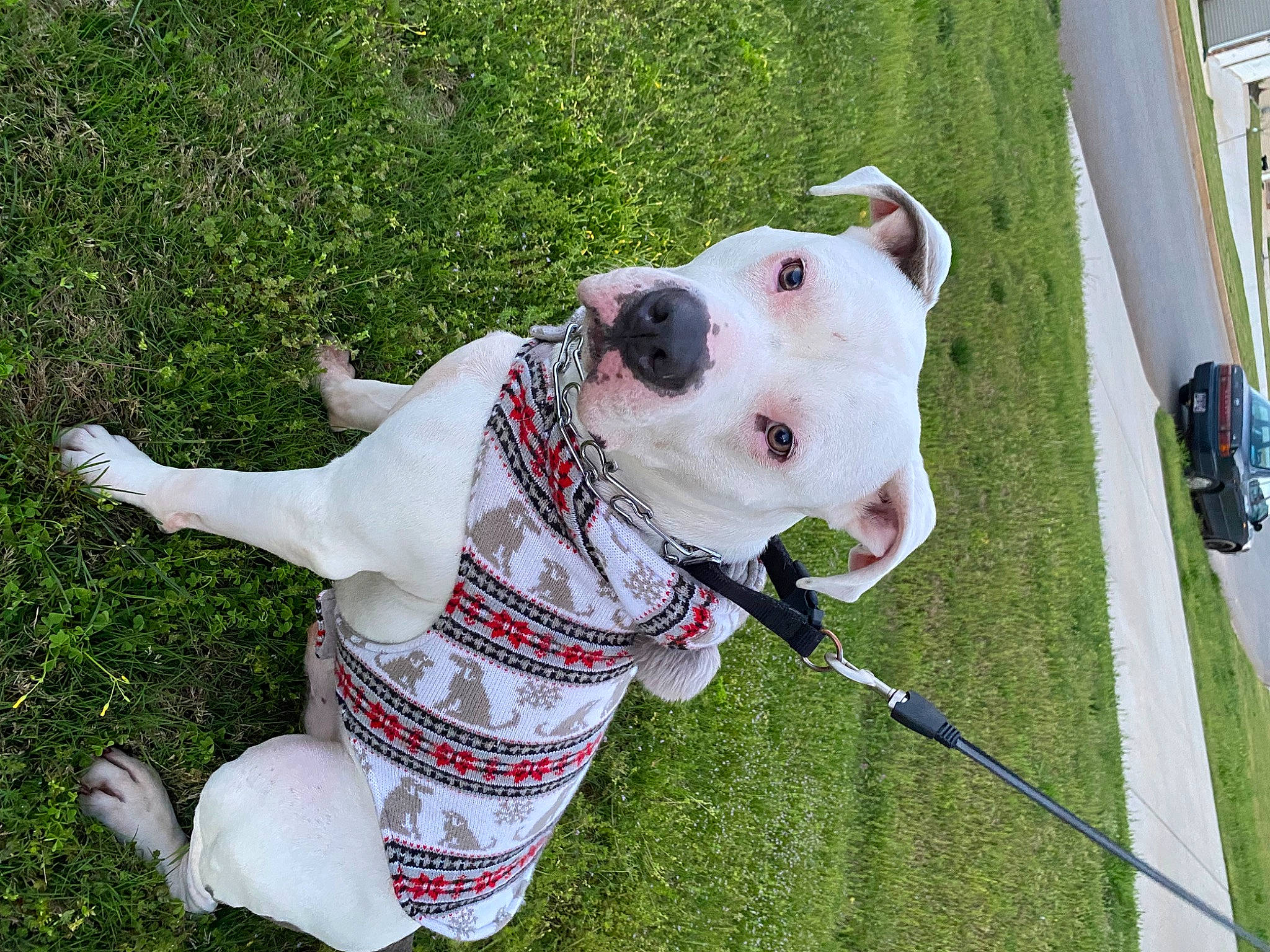 Bo joined the competition — help win amazing prizes! canidae, carnivore, collar, companion_dog, dog, dog_breed, dog_collar, dog_supply, fashion_accessory, fawn, grass, leash, non_sporting_group, pattern, pet_supply, snout, sporting_group, working_animal, working_dog