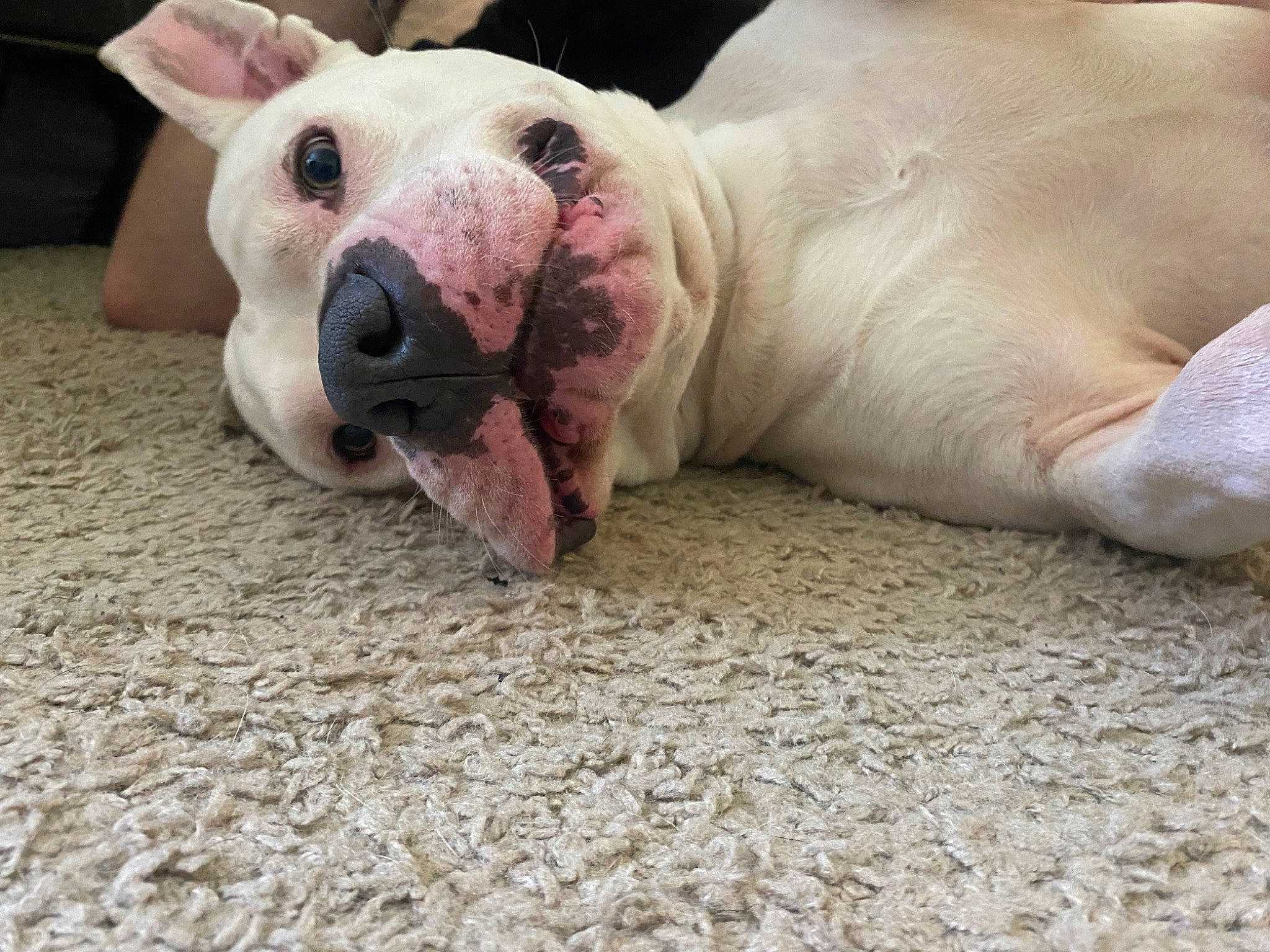 Bo is registered to the contest to win money with this photo: canidae, carnivore, comfort, companion_dog, dog, dog_breed, dog_supply, dogo_argentino, fawn, flooring, non_sporting_group, paw, pet_supply, scar, snout, sporting_group, terrestrial_animal, whiskers, working_animal, wrinkle