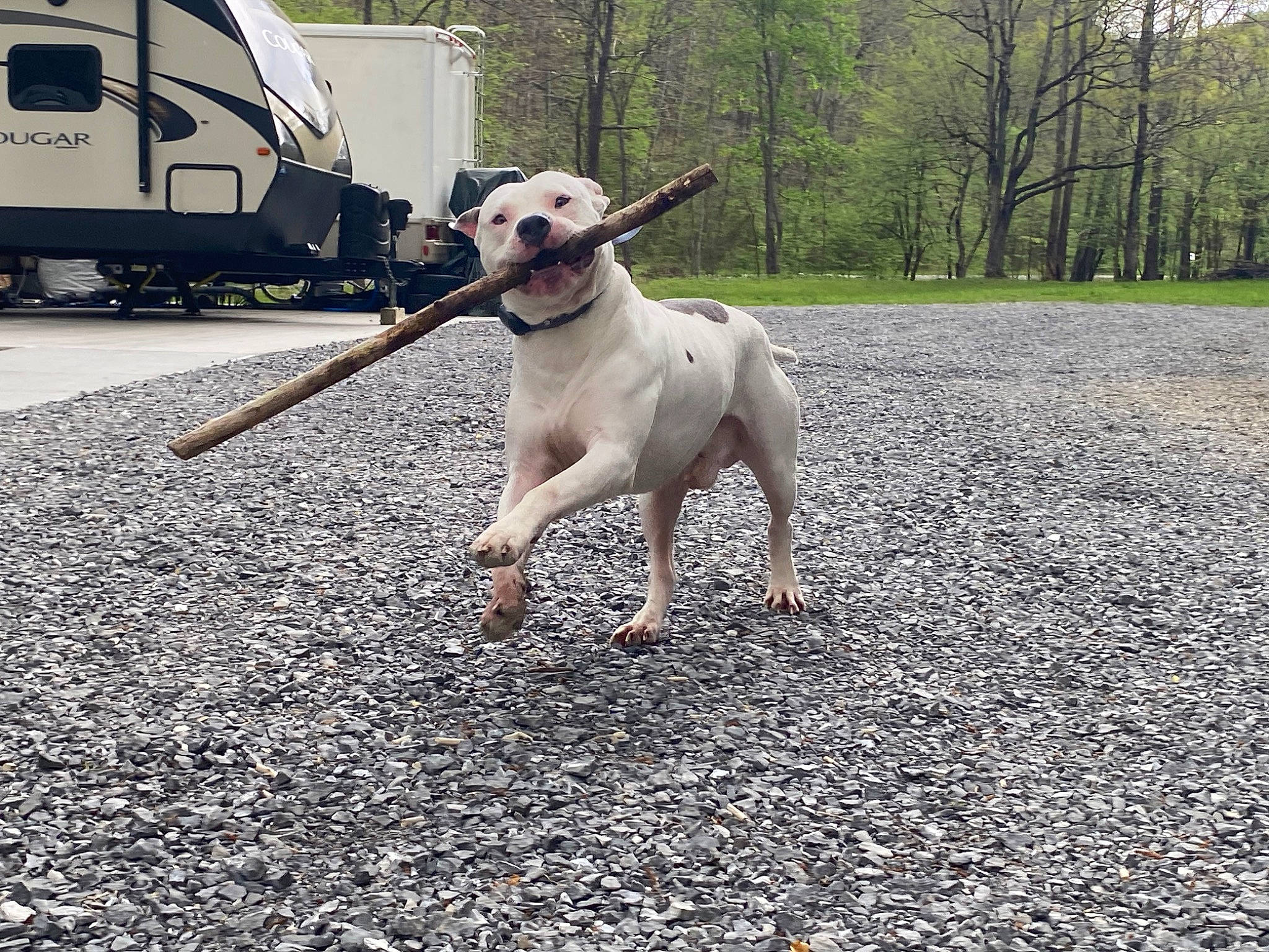 Bo joined the competition — help win amazing prizes! asphalt, carnivore, collar, companion_dog, dog, dog_breed, dog_collar, fashion_accessory, fawn, leash, pet_supply, plant, road_surface, snout, tail, tire, tree, vehicle, wheel, working_animal