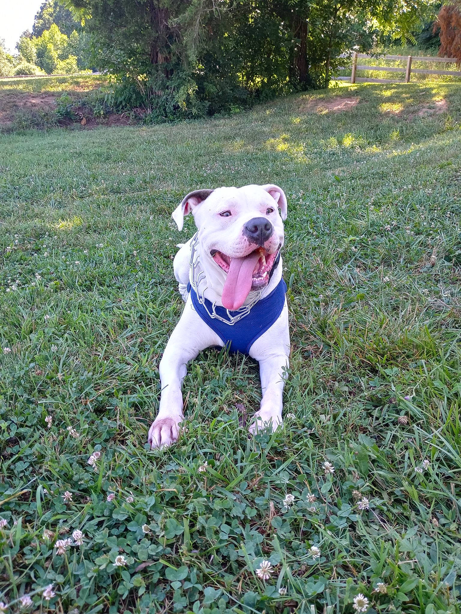 Bo joined the competition — help win amazing prizes! carnivore, collar, companion_dog, dog, dog_breed, dog_collar, fawn, garden, grass, grassland, groundcover, lawn, meadow, plant, shrub, sporting_group, tail, tree, working_animal, yard