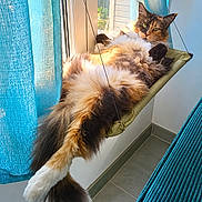 Opale Du Palais Des Maines participe au concours pour gagner de l'argent avec cette photo : cat, calico_cat, fluffy, long_hair, pet, feline, green_eyes, whiskers, ears, paws, tail, lounging, relaxed, hammock, window, curtain, sunlight, indoor, bathroom, portrait