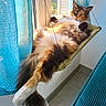 cat, calico_cat, fluffy, long_hair, pet, feline, green_eyes, whiskers, ears, paws, tail, lounging, relaxed, hammock, window, curtain, sunlight, indoor, bathroom, portrait