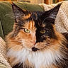 Opale Du Palais Des Maines a rejoint le concours — aidez-le/la à gagner de superbes lots ! cat, calico_cat, fluffy, long_hair, pet, animal, portrait, face, eyes, whiskers, ears, fur, black_fur, orange_fur, white_fur, sitting, sofa, blanket, living_room, bookshelf