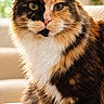 Opale Du Palais Des Maines participe au concours pour gagner de l'argent avec cette photo : cat, calico_cat, longhair, fluffy, pet, animal, portrait, sitting, sofa, couch, indoors, home, cozy, whiskers, ears, green_eyes, white_paws, fur, relaxed, closeup