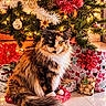 animal, bow, calico_cat, cat, christmas, christmas_tree, festive, fluffy, green_eyes, holiday, indoor, long_hair, ornaments, pet, portrait, presents, sitting, string_lights, tinsel, wrapped_gifts