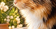 Opale Du Palais Des Maines a rejoint le concours — aidez-le/la à gagner de superbes lots ! cat, calico_cat, longhaired_cat, fluffy, feline, pet, animal, portrait, profile, whiskers, green_eyes, tri_color, sitting, outdoor, garden, flowers, olive_tree, sunlight, stone_steps, cushion