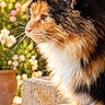 cat, calico_cat, longhaired_cat, fluffy, feline, pet, animal, portrait, profile, whiskers, green_eyes, tri_color, sitting, outdoor, garden, flowers, olive_tree, sunlight, stone_steps, cushion