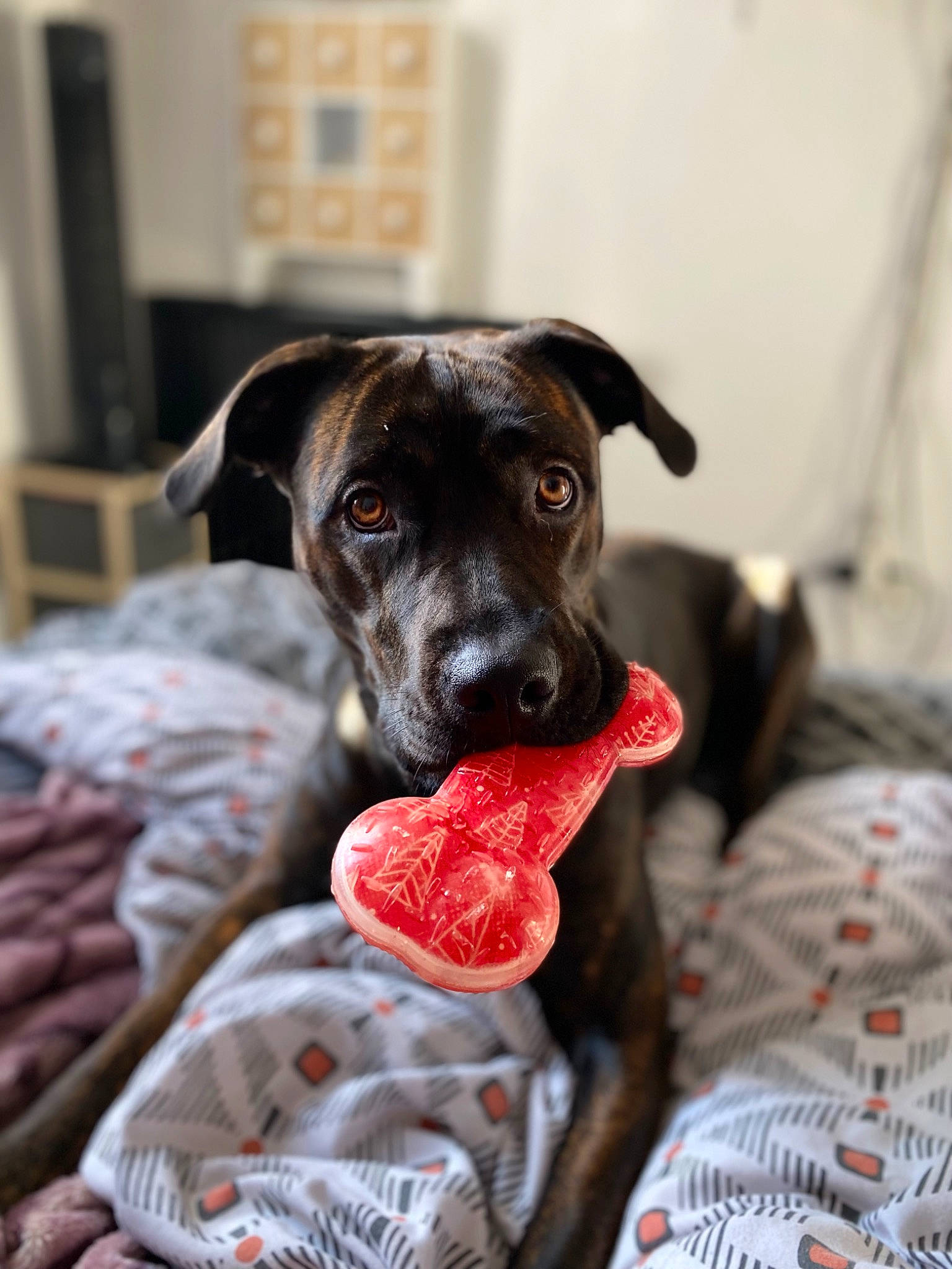 Tania a rejoint le concours — aidez-le/la à gagner de superbes lots ! canidae, carmine, carnivore, collar, comfort, companion_dog, dog, dog_breed, dog_clothes, dog_supply, fawn, fur, great_dane, linens, pattern, snout, sporting_group, textile, whiskers, working_animal