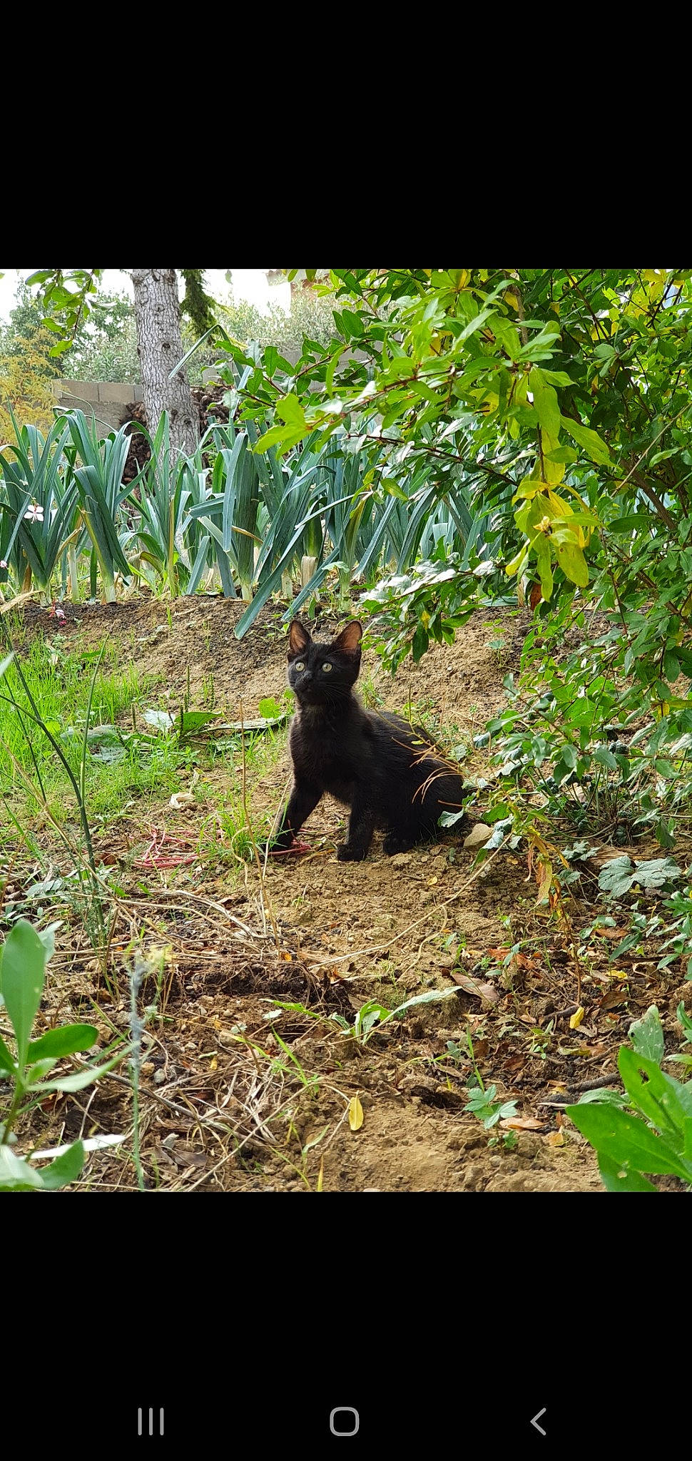 Minuit participe au concours pour gagner de l'argent avec cette photo : adaptation, carnivore, dog_breed, fawn, felidae, forest, grass, groundcover, jungle, plant, rainforest, shrub, soil, tail, temperate_broadleaf_and_mixed_forest, terrestrial_animal, terrestrial_plant, tree, trunk, woodland