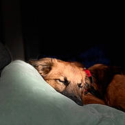 Adès a rejoint le concours — aidez-le/la à gagner de superbes lots ! dog, sleeping, pillow, brown_fur, collar, indoors, resting, pet, canine, closeup, soft_light, relaxation, cozy, furry, quiet, comfort, domestic_animal, animal, peaceful, nap