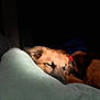animal, brown_fur, canine, closeup, collar, comfort, cozy, dog, domestic_animal, furry, indoors, nap, peaceful, pet, pillow, quiet, relaxation, resting, sleeping, soft_light