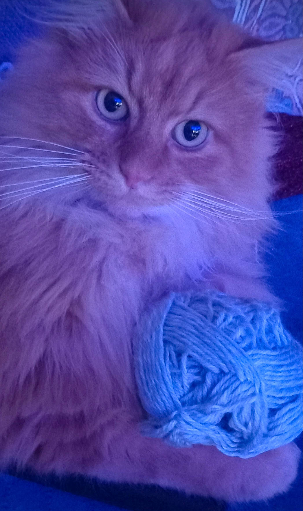 Orange a rejoint le concours — aidez-le/la à gagner de superbes lots ! art, blue, carnivore, cat, electric_blue, event, felidae, fur, illustration, magenta, pattern, purple, small_to_medium_sized_cats, snout, tail, whiskers