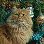 Orange participe au concours pour gagner de l'argent avec cette photo : art, carnivore, cat, christmas, christmas_decoration, christmas_ornament, christmas_tree, event, eye, fawn, felidae, fur, grass, holiday, holiday_ornament, plant, small_to_medium_sized_cats, snout, whiskers, wood