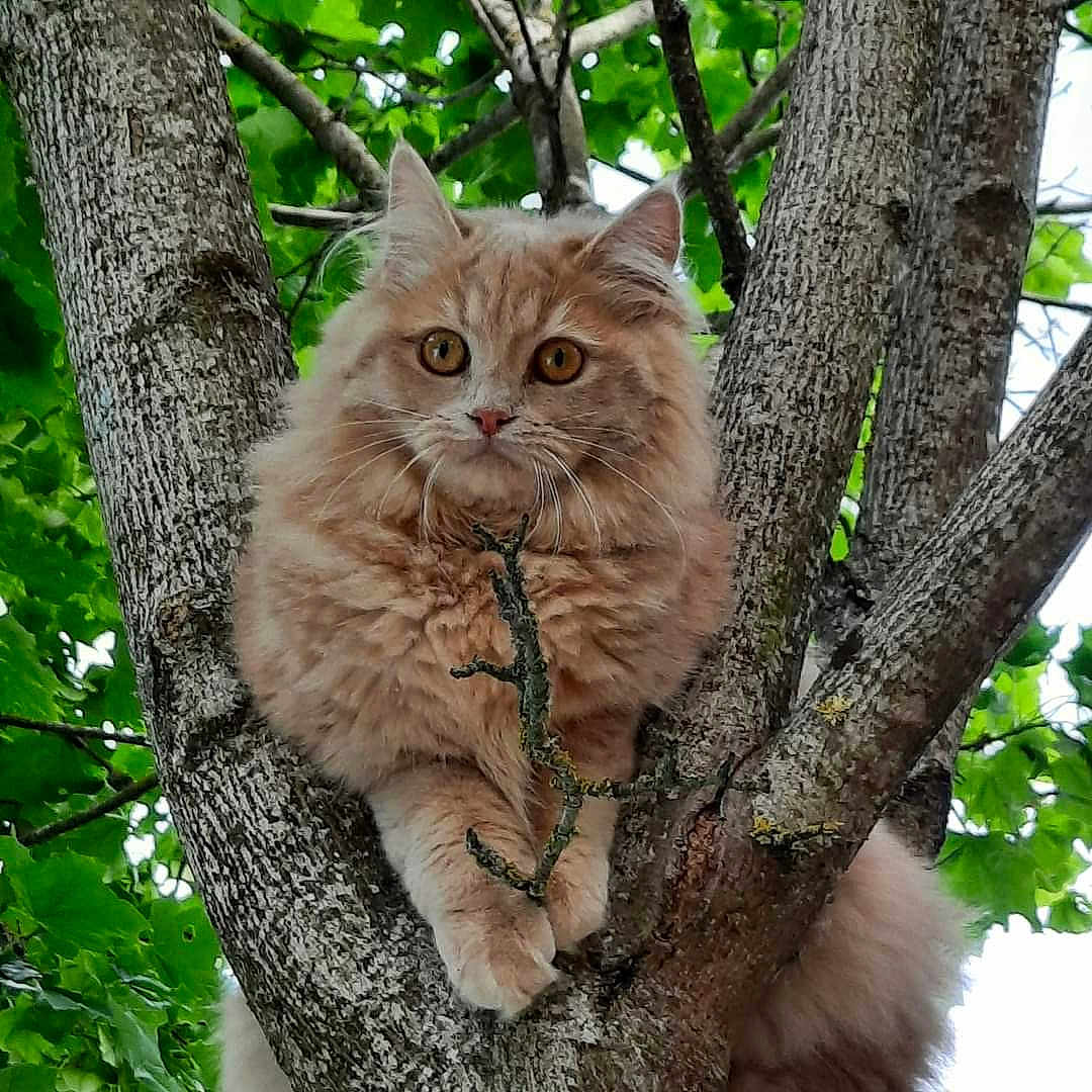 Sophie