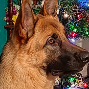 Alpha a rejoint le concours — aidez-le/la à gagner de superbes lots ! dog, german_shepherd, christmas_tree, holiday_lights, decorations, indoor, pet, portrait, animal, furniture, photograph, vintage_photos, flowers, table, cozy, festive, ears, fur, side_view, brown