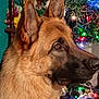 dog, german_shepherd, christmas_tree, holiday_lights, decorations, indoor, pet, portrait, animal, furniture, photograph, vintage_photos, flowers, table, cozy, festive, ears, fur, side_view, brown