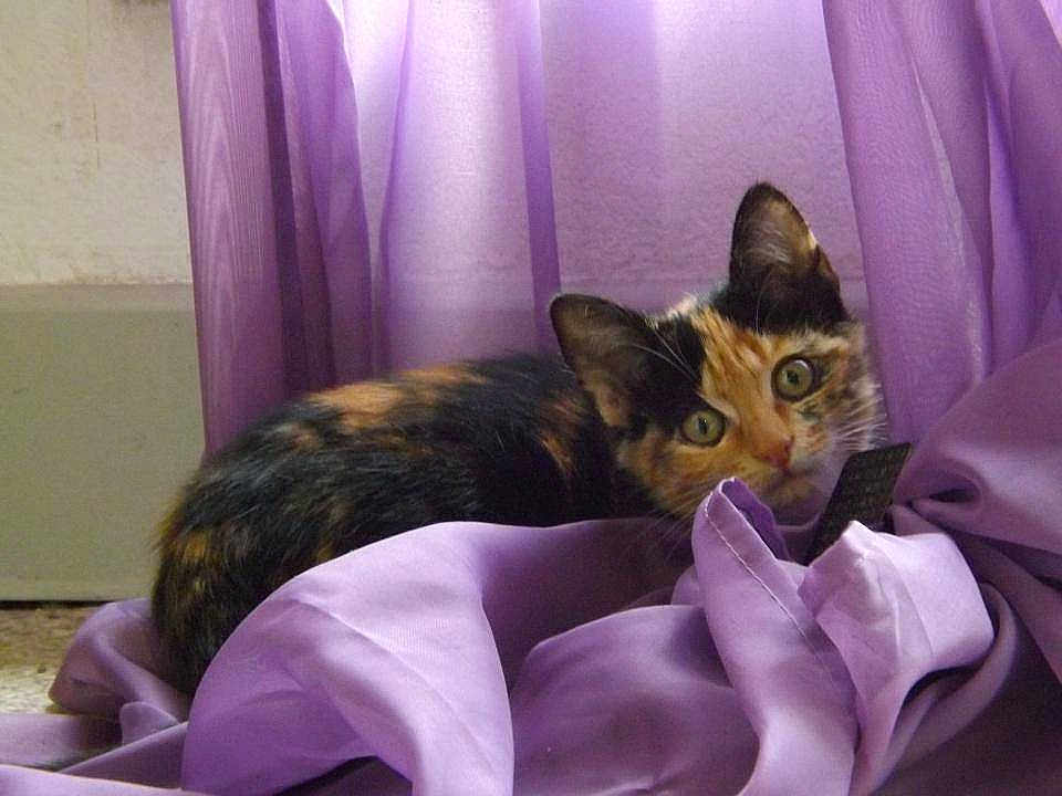 Minette