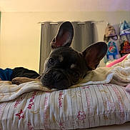 Renzo joined the competition — help win amazing prizes! animal, bed, blanket, cozy, curtains, cute, decor, dog, ears, french_bulldog, home, indoor, looking, lying_down, pet, pillow, puppy, resting, room, soft_lighting