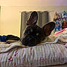 dog, french_bulldog, puppy, bed, pillow, blanket, ears, indoor, curtains, home, cozy, cute, pet, animal, looking, resting, lying_down, soft_lighting, room, decor