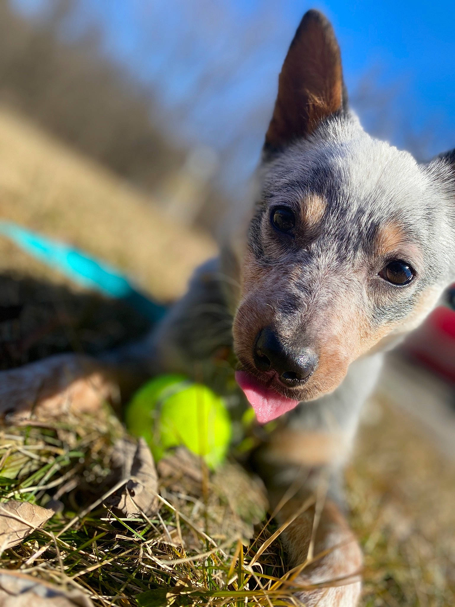 Trixie joined the competition — help win amazing prizes! australian_cattle_dog, australian_stumpy_tail_cattle_dog, canidae, carnivore, dog, dog_breed, koolie, mammal, plant, rare_breed_dog, rat_terrier, snout, texas_heeler, working_dog
