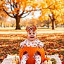 autumn, baby, blanket, child, cute, fall_leaves, festive, grass, happy, holiday, nature, orange, outdoor, park, plaid_bow, playful, pumpkin, seasonal, smiling, trees