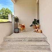 Buddy participe au concours pour gagner de l'argent avec cette photo : dog, porch, stairs, potted_plants, concrete, outdoor, sunny, happy_dog, sleeping_dog, greenery, tree, fence, wall, pet, canine, daylight, relaxing, nature, house, garden