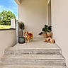 dog, porch, stairs, potted_plants, concrete, outdoor, sunny, happy_dog, sleeping_dog, greenery, tree, fence, wall, pet, canine, daylight, relaxing, nature, house, garden