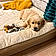 Buddy